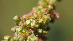 Rumex californicus