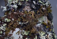 Tuckermanopsis chlorophylla