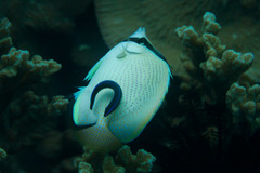 Chaetodon citrinellus