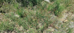 Rumex californicus