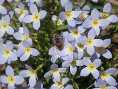 Anasimyia anausis