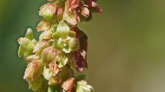 Rumex californicus