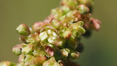 Rumex californicus