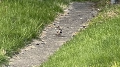 Passer domesticus