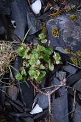 Cochlearia groenlandica