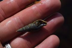 Ophiodermella inermis