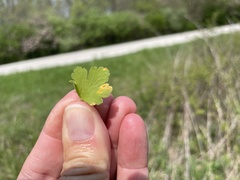 Cronartium ribicola