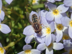 Anasimyia anausis