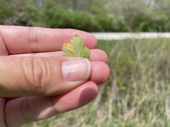 Cronartium ribicola