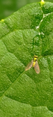 Chrysosoma globiferum