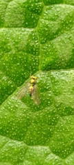Chrysosoma globiferum