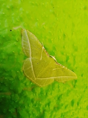 Dichorda illustraria