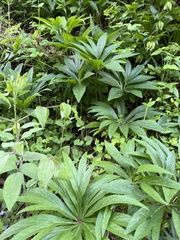 Helleborus multifidus istriacus
