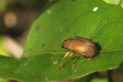 Colaspis cribricollis
