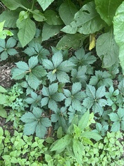 Parthenocissus quinquefolia