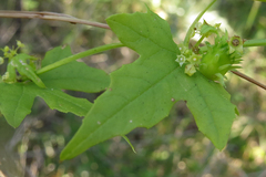 Cyclanthera hystrix