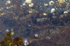 Desmarestia aculeata