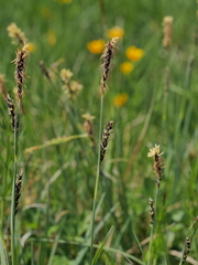Carex panicea