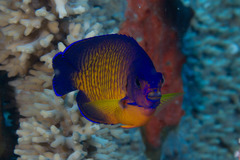 Centropyge bispinosa