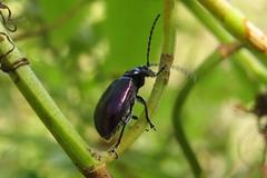 Macrohaltica transversa