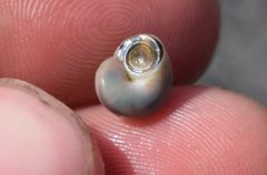 Margarites helicinus