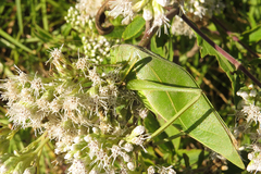 Microcentrum marginatum