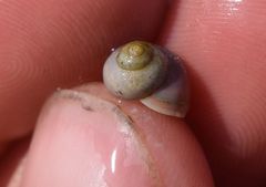 Margarites helicinus