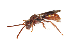 Nomada integerrima