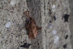 Datanoides misakiensis