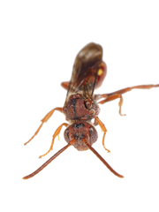 Nomada integerrima