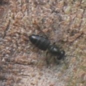 Apis mellifera