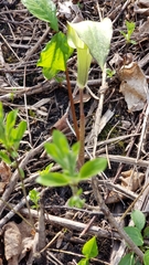 Arisaema triphyllum
