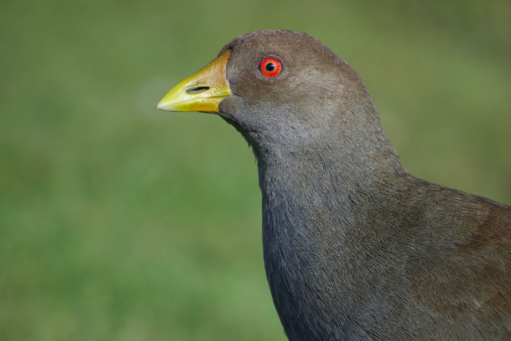 Tasmanian Nativehen photo