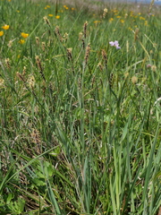 Carex panicea