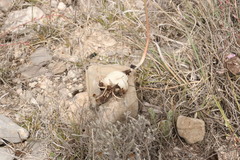 Zephyranthes chichimeca