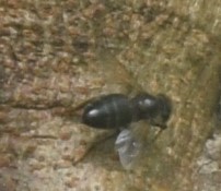 Apis mellifera