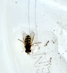 Eupeodes latifasciatus