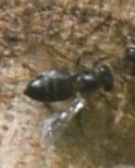 Apis mellifera