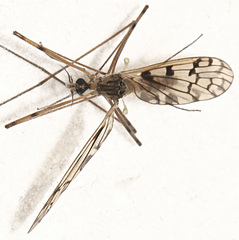 Limonia cinctipes