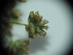 Cyperus decompositus