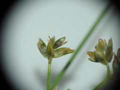 Cyperus decompositus