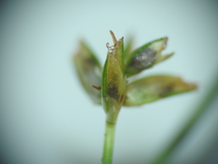 Cyperus decompositus