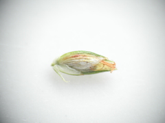 Cyperus decompositus