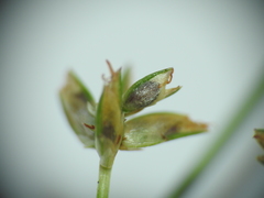 Cyperus decompositus