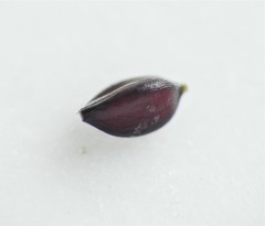 Cyperus decompositus