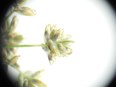 Cyperus decompositus