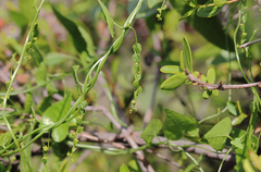Dioscorea aristolochiifolia