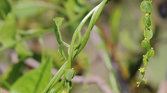 Dioscorea aristolochiifolia
