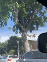 Liquidambar styraciflua