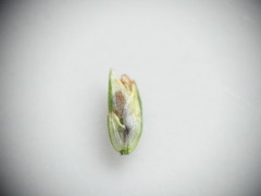 Cyperus decompositus